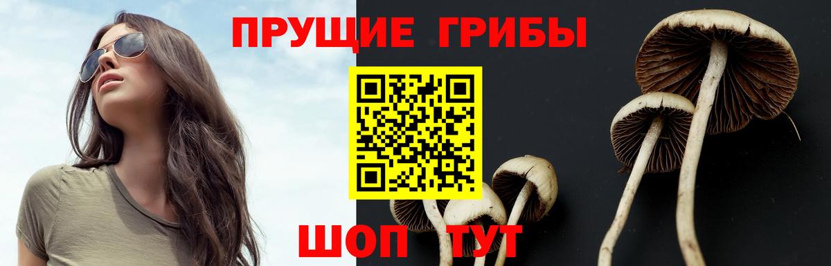 Псилоцибиновые грибы прущие грибы Зима